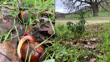 Side by side photos of sprouting saplings