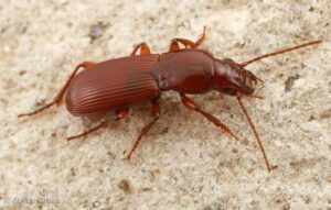 a Pterostichus angustus beetle in the Diablo Range