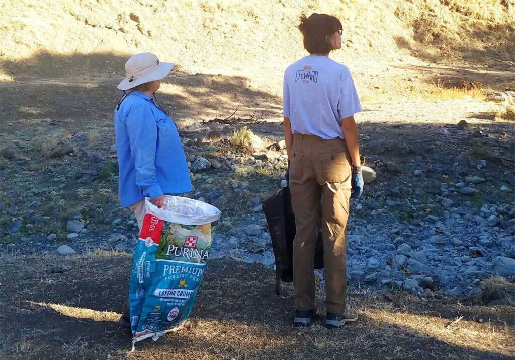 Two people removing stinkwort from Curry Creek