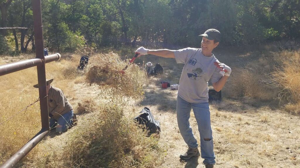 A volunteer gingerly removing yellow star thistle at Save Mount Diablo's Marsh Creek 8 property