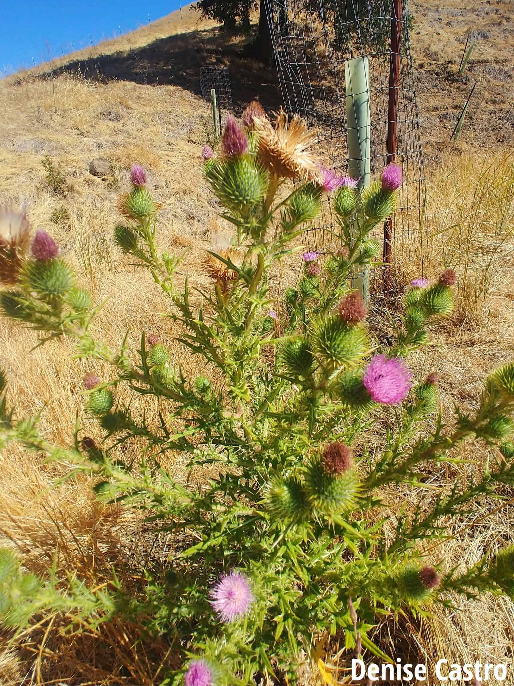 Bull Thistle Save Mount Diablo