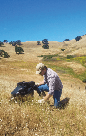 Removing the invasive Barbed Goat Grass