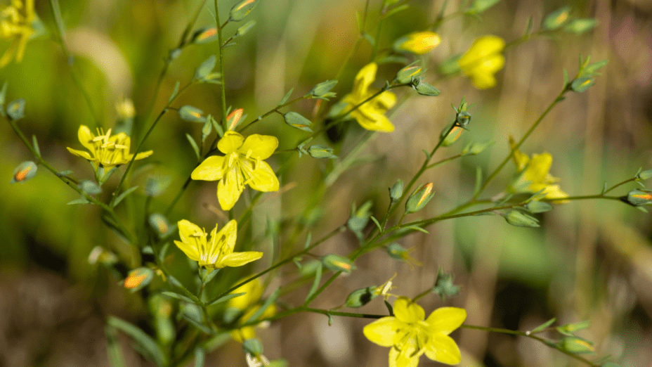 Brewer's Dwarf Flax (Hesperolinon breweri)