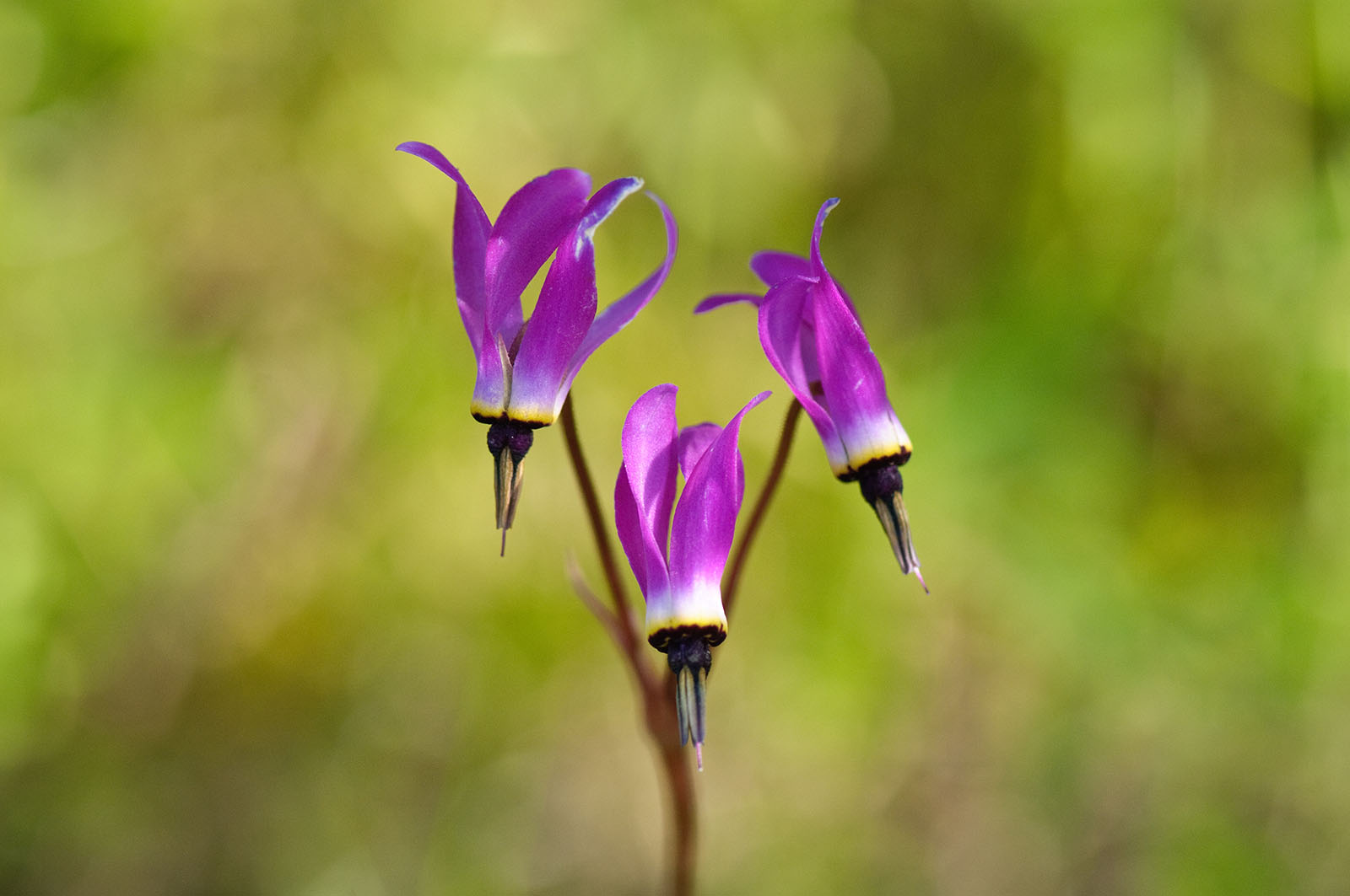 Shooting star (Primula hendersonii), Eagle Peak Trail, Mount Diablo State Park