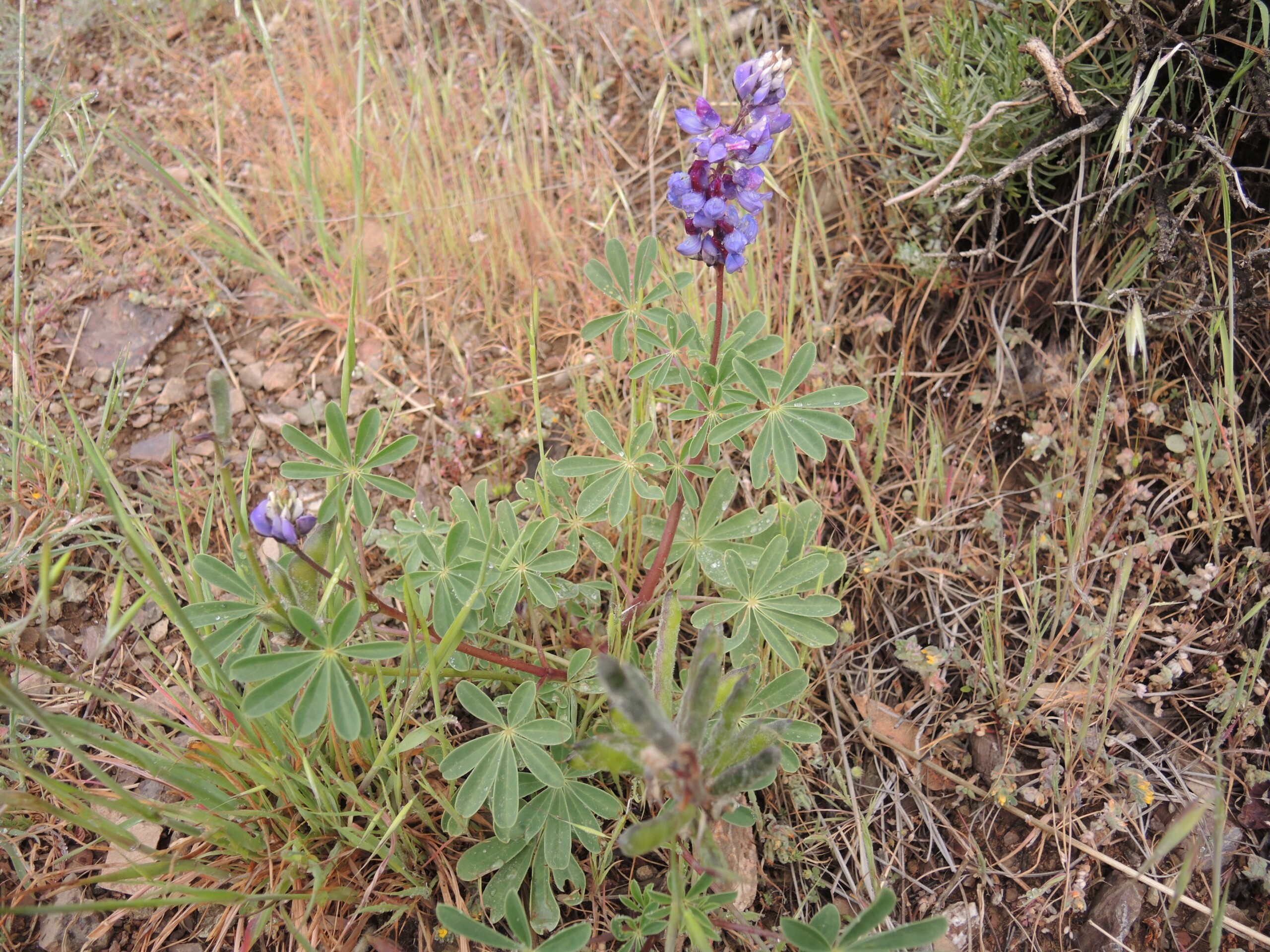 Silver lupine