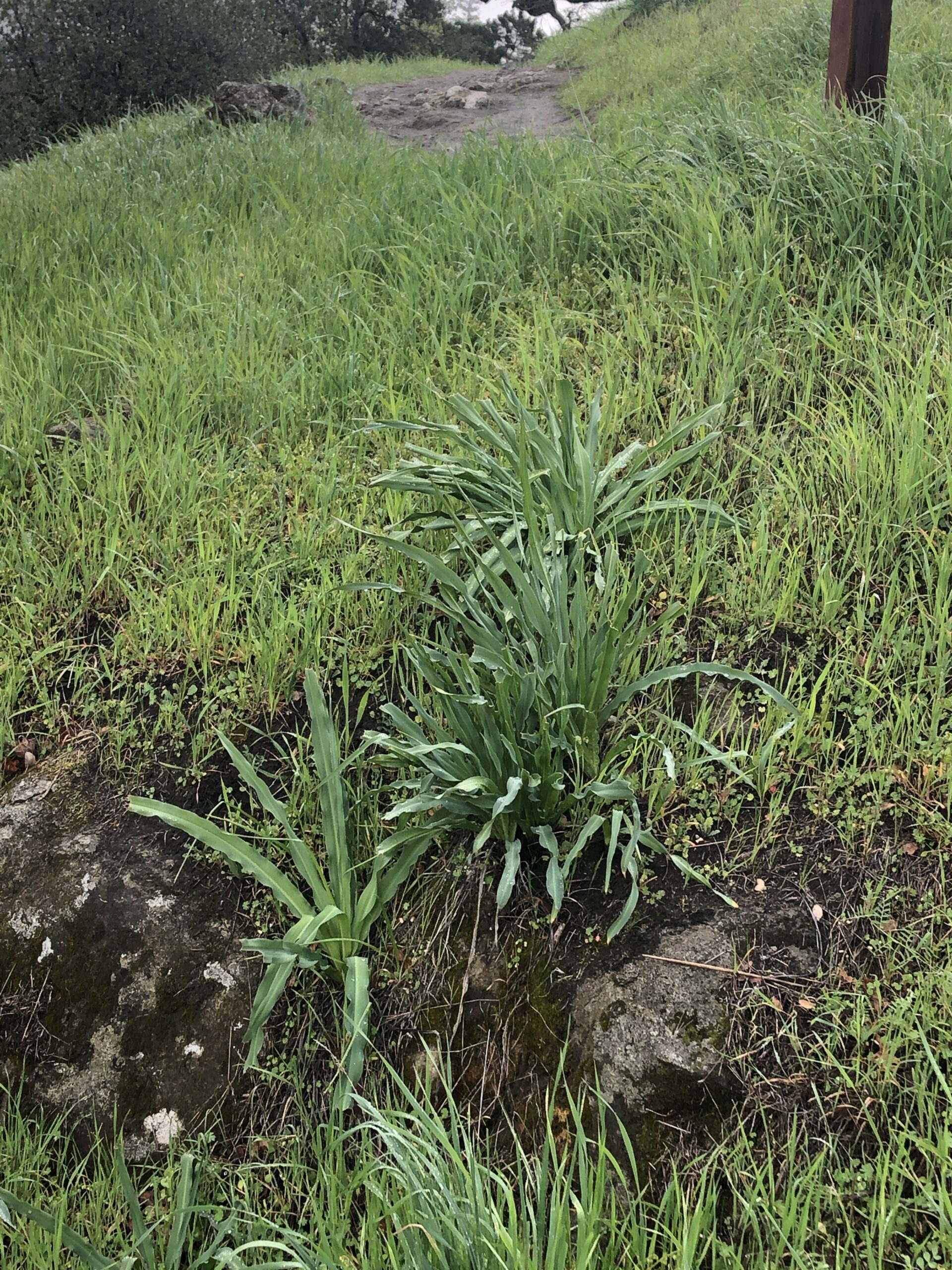 soap plant