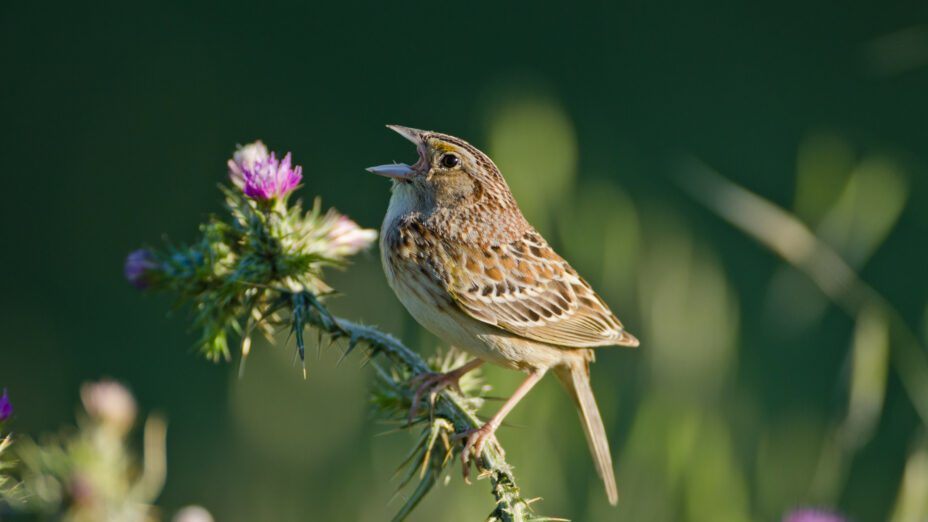 Grasshopper Sparrow