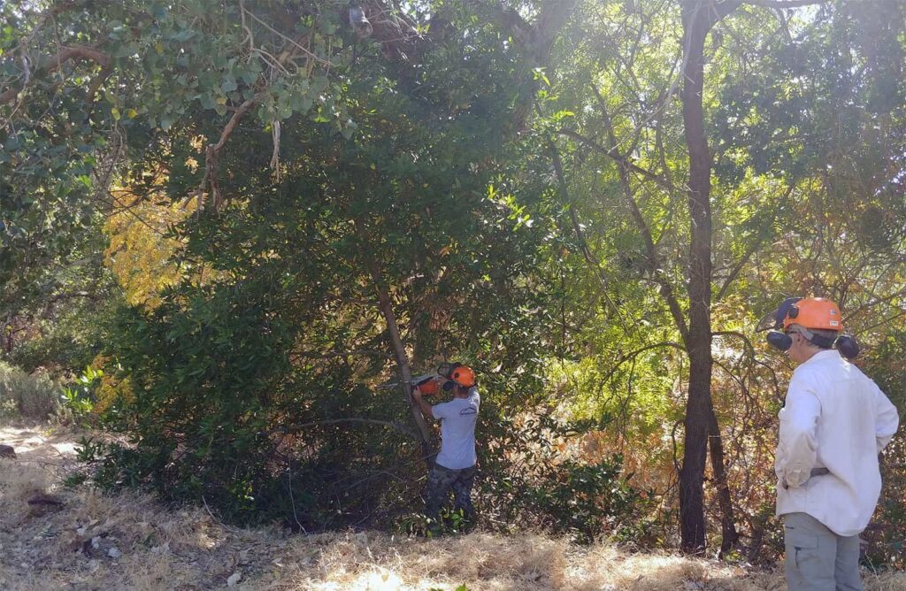 Cutting down a bay tree at Save Mount Diablo's Marsh Creek 8 property during a stewardship workday