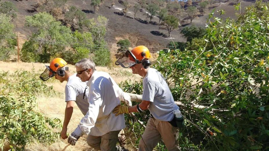 Stewardship volunteers removing a California bay laurel from Save Mount Diablo's Big Bend property