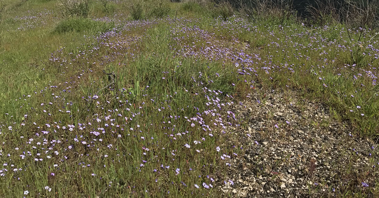 Wildflowers at Sunol Wilderness Regional Preserve