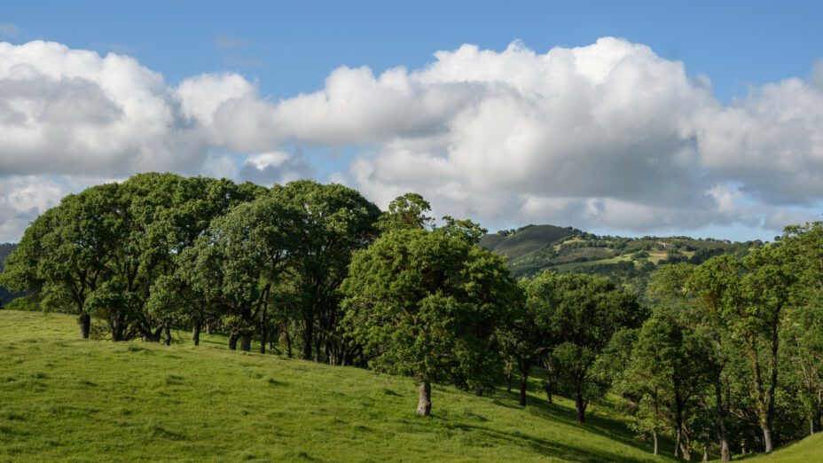 Rolling hills at Anderson Ranch