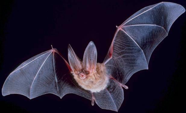 A Townsend's big-eared bat flying