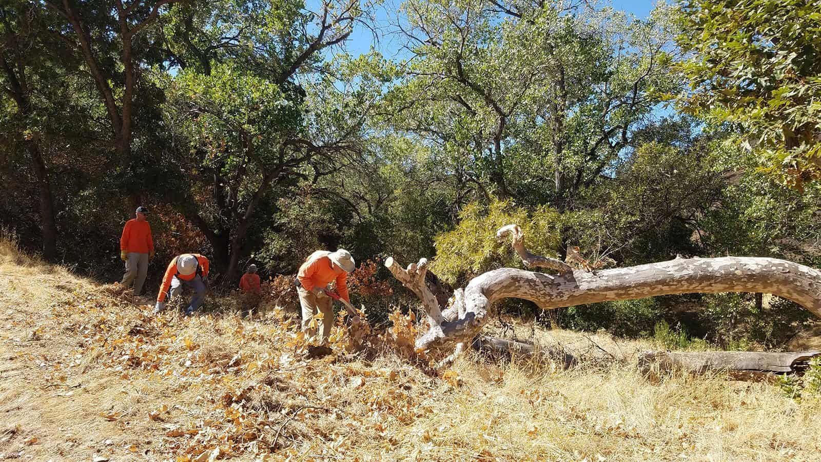 Trail Dogs clearing branches at Big Bend