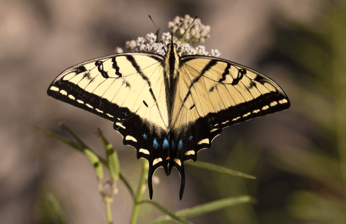 Two-tailed Swallowtail on Milkweed, Morgan Territory. Photo credit: Scott Hein