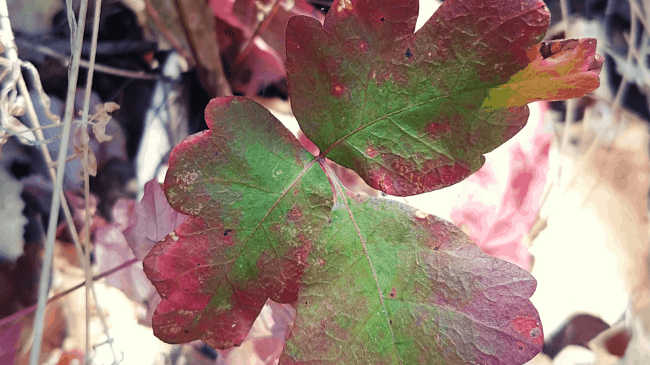 poison oak plant red