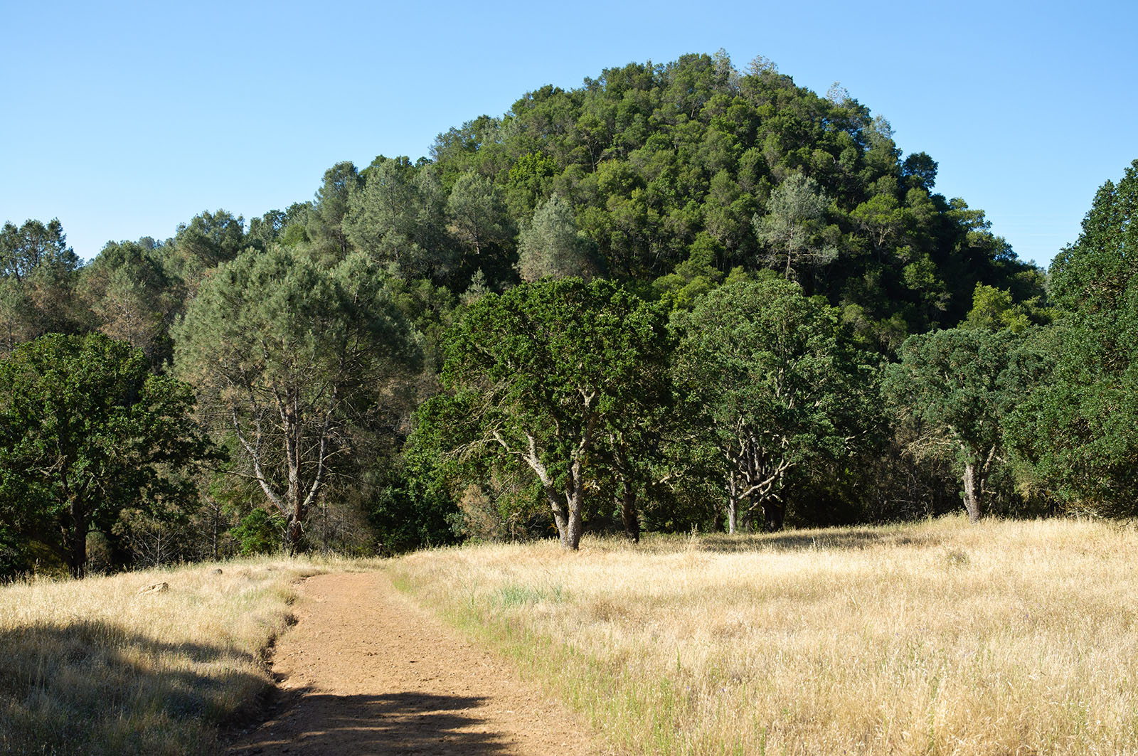 Volcanic dome in Perkins Canyon at Mount Diablo State Park