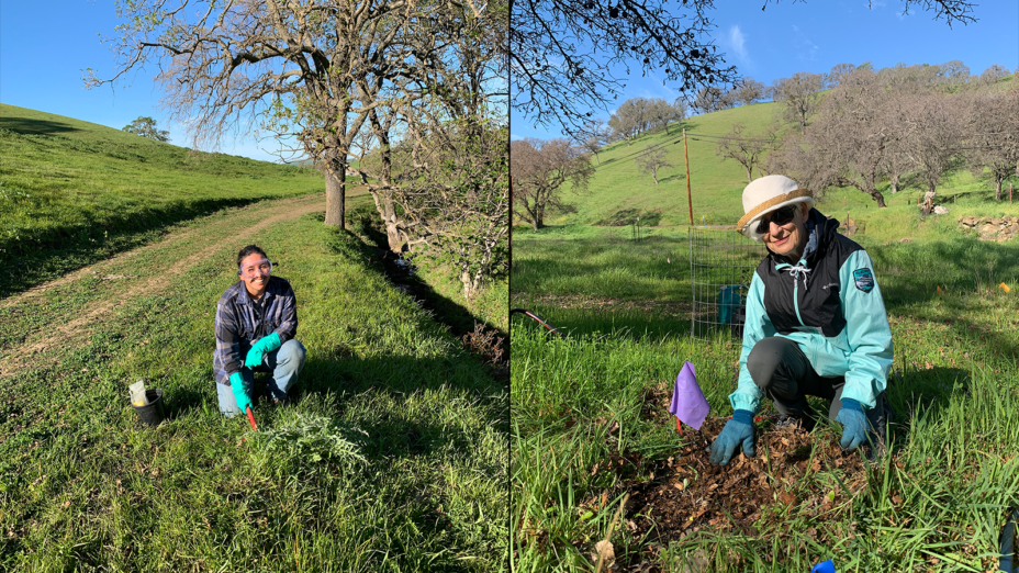 Two photos of people weeding planting