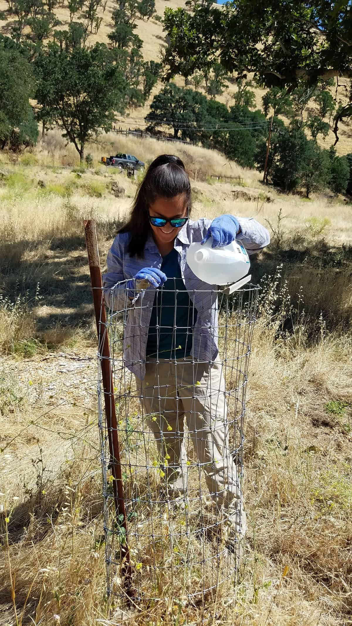Volunteer watering native plantings during the summer at Big Bend