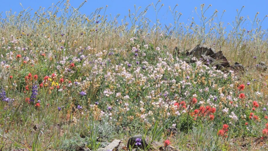 Wildflowers on a gentle slope