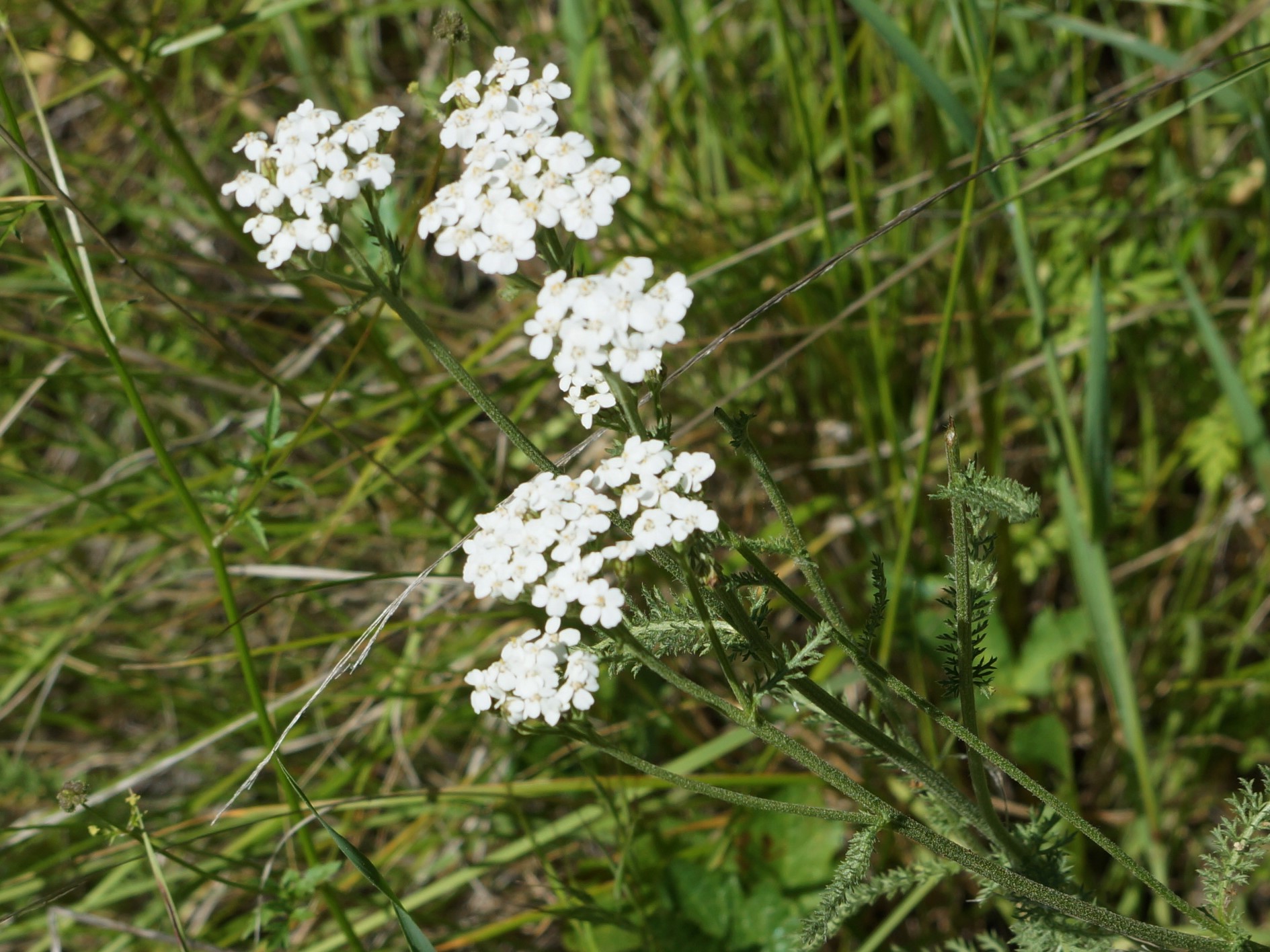 yarrow (Achillea millefolium)