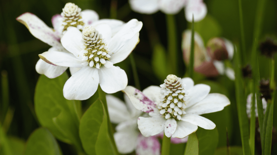 Yerba mansa at Doolan Canyon Regional Preserve