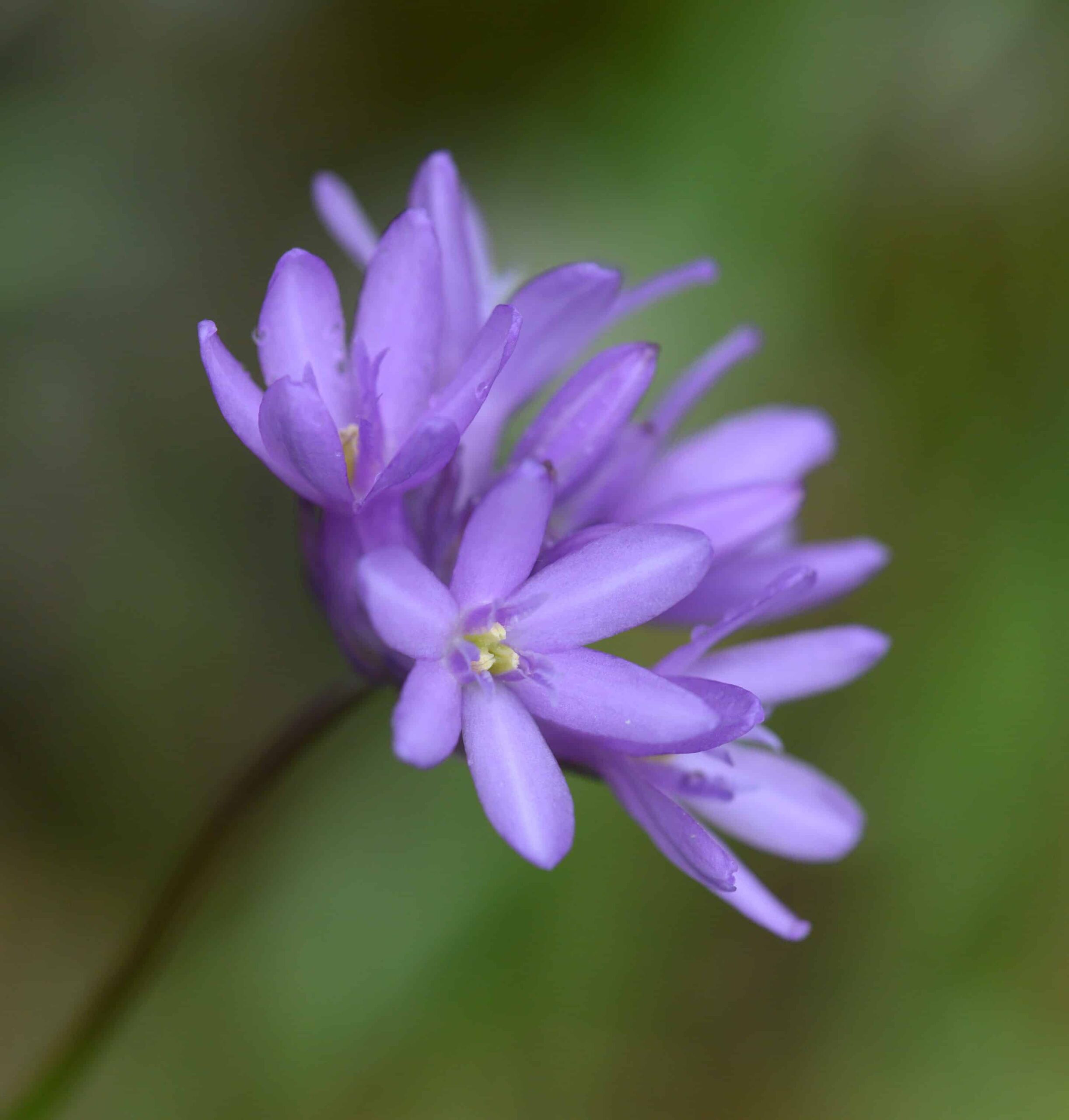 wildflowers at Morgan Territory Regional Preserve