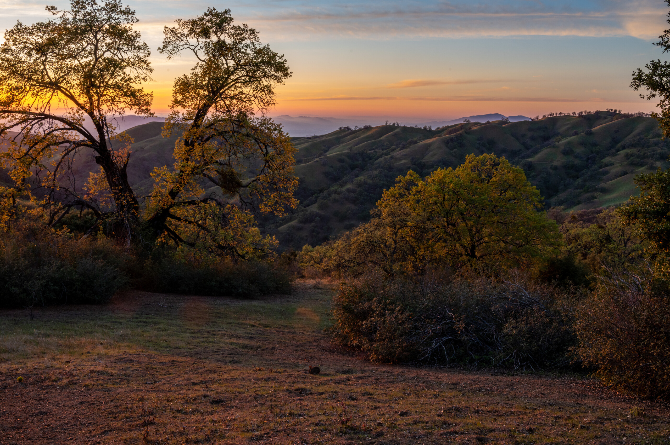 Sunset behind trees in the Ohlone wilderness