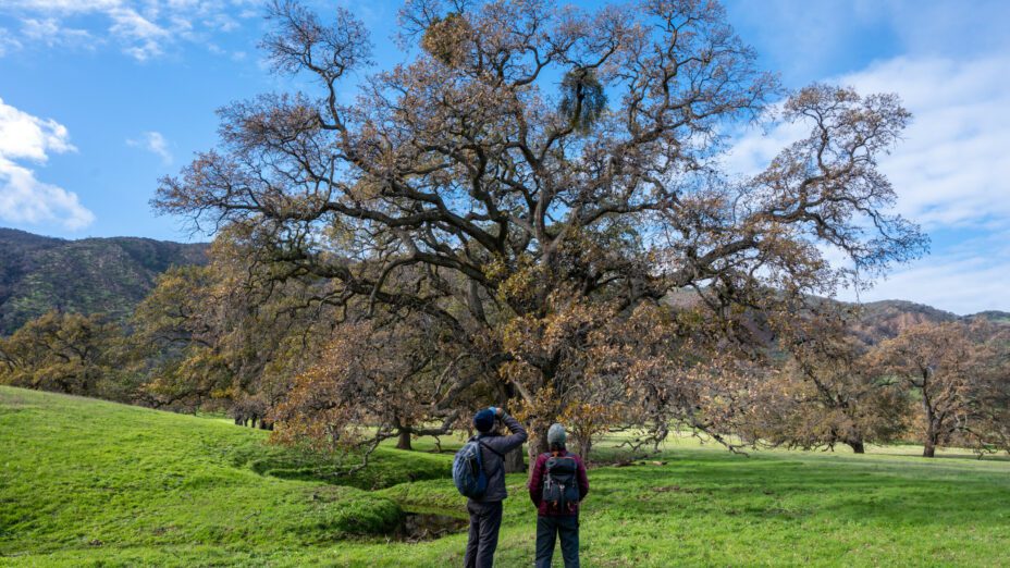 Two people looking up at an oak tree
