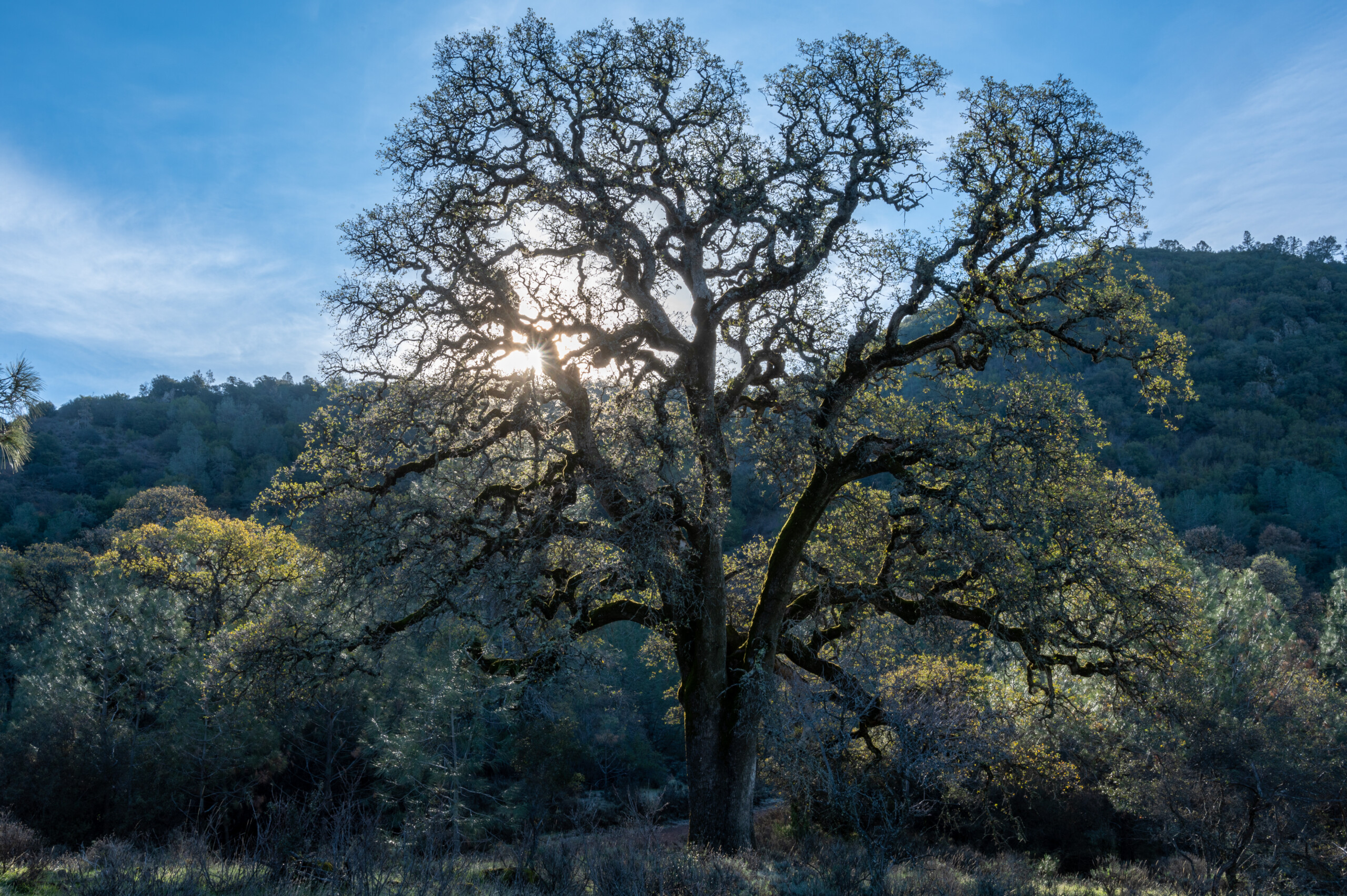 Backlit oak tree