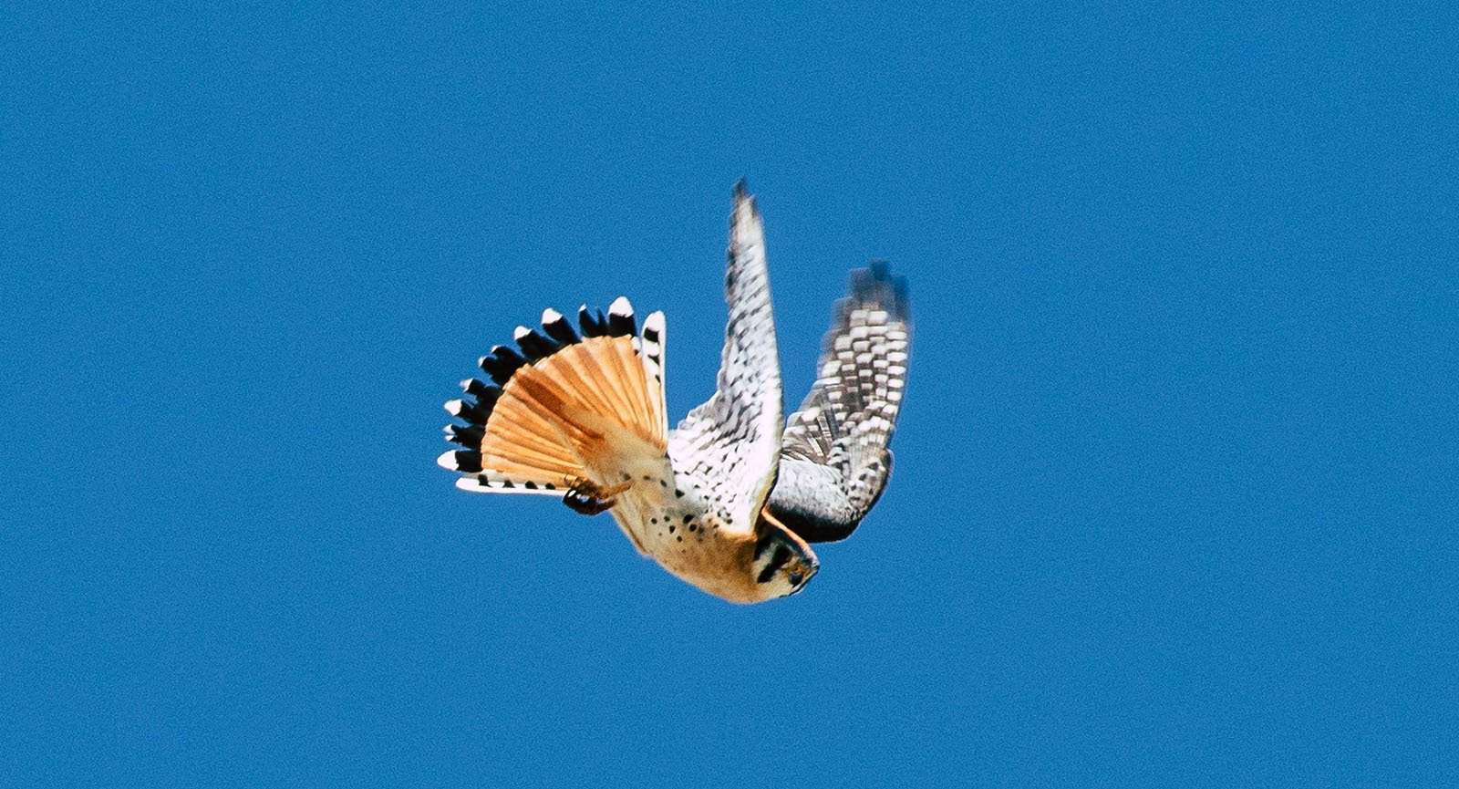 an American kestrel in flight