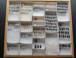 a drawer of arthropod specimens in the Kip Will lab