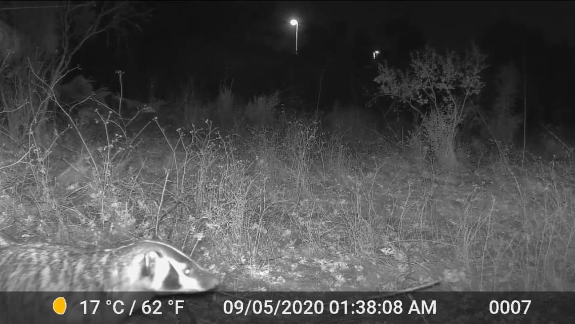 American badger in Lime Ridge area