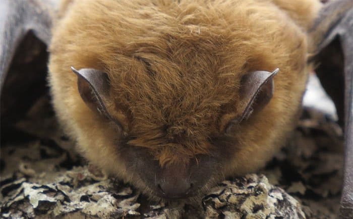 A big brown bat