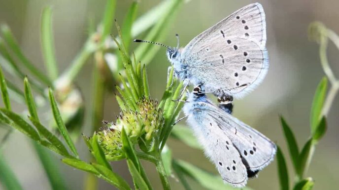 Nature Can Nourish Us - Save Mount Diablo