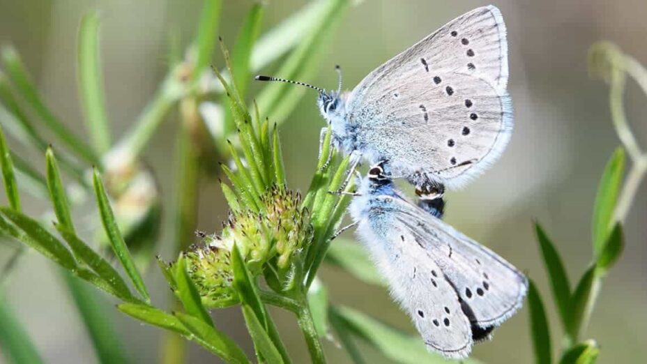 butterflies at Mount Diablo State Park