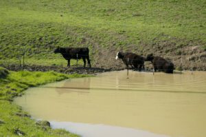 Cows coming out of pond