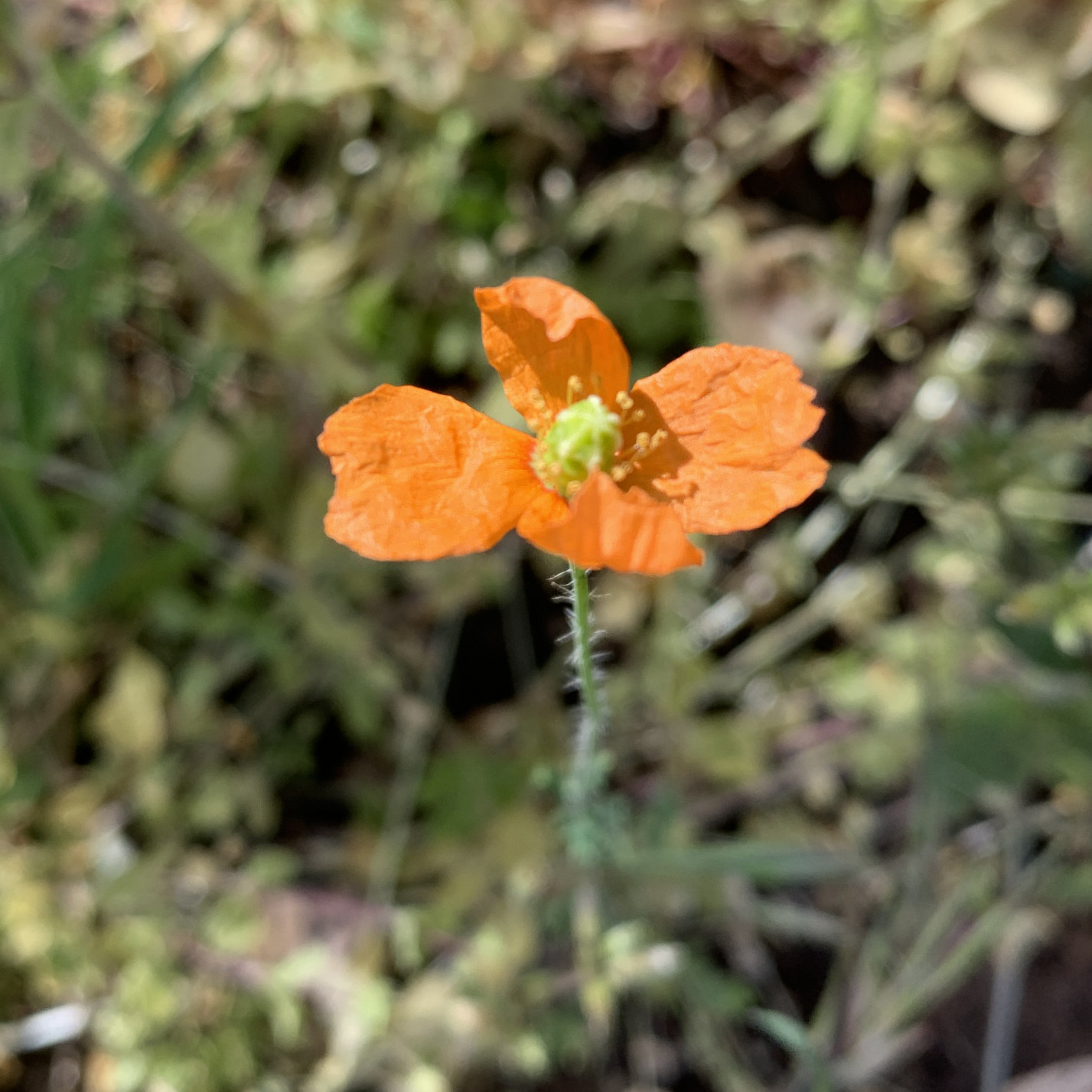Fire poppy (Papaver californicum)