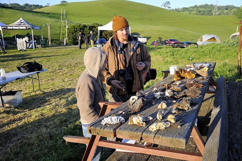 a wide variety of fungi laid out on a picnic table for identification at the 2018 Bioblitz