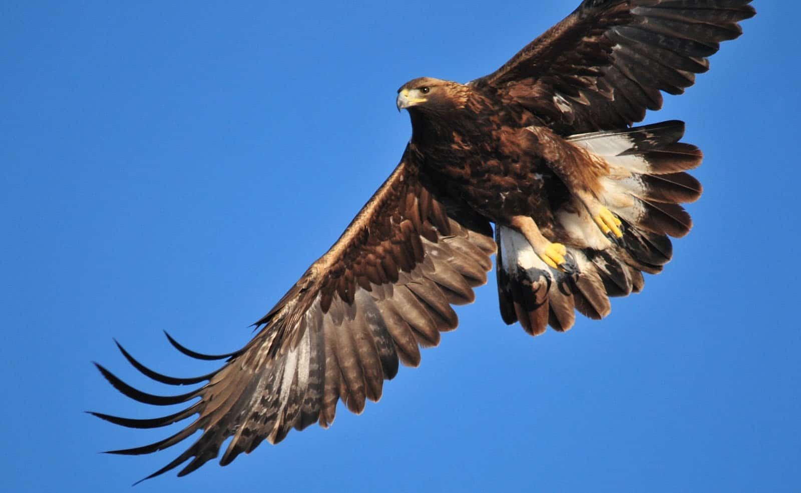 A golden eagle soaring above