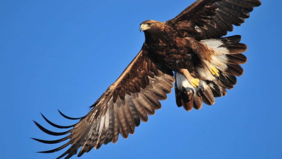 A golden eagle soaring above