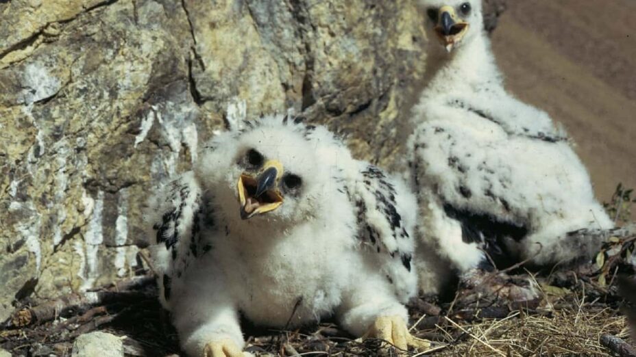 golden eagle chicks in their nest