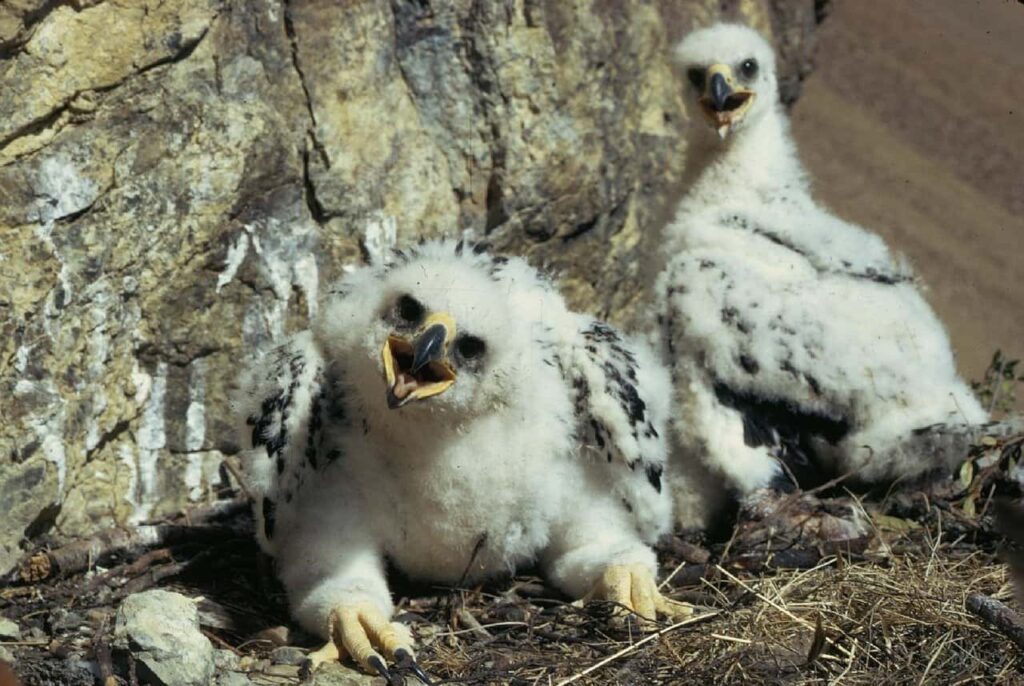 golden eagle chicks in their nest
