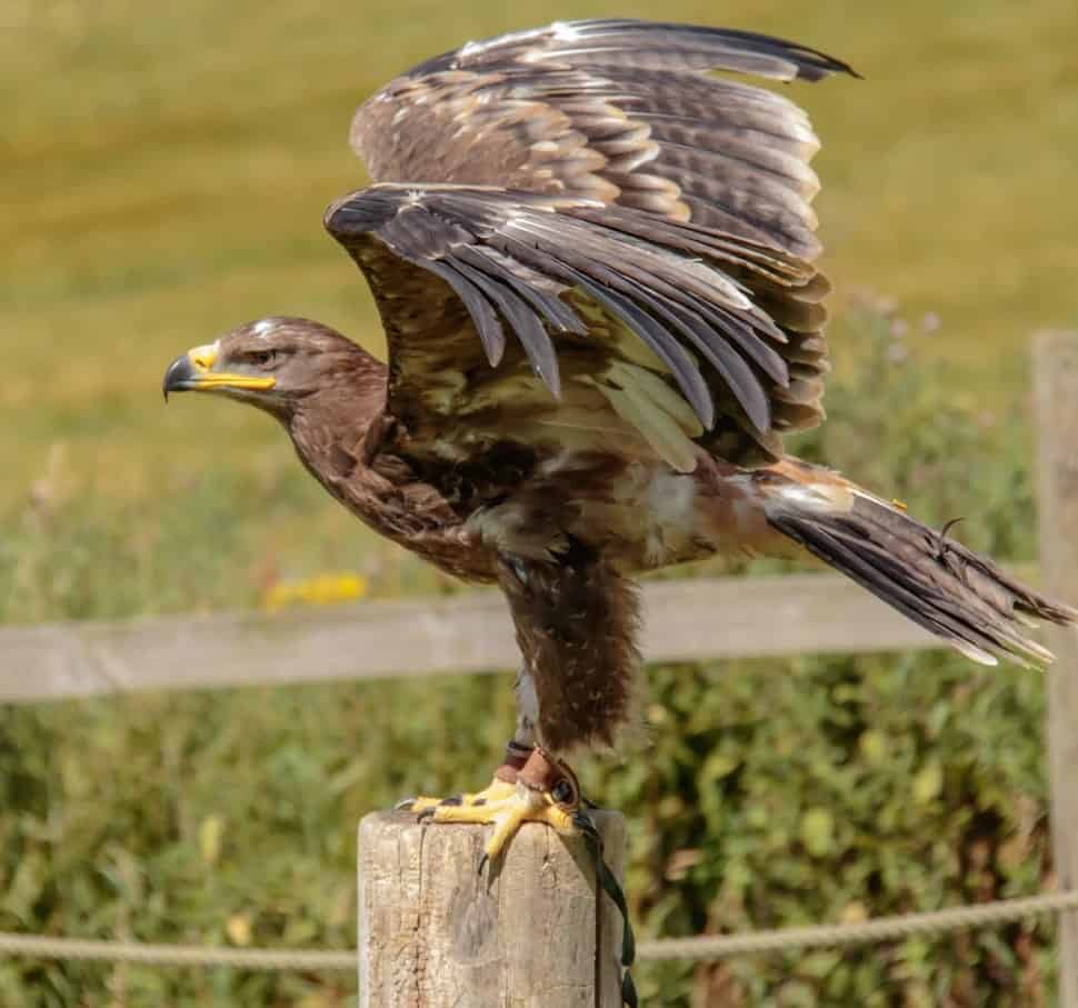 golden eagle landing on a fence post