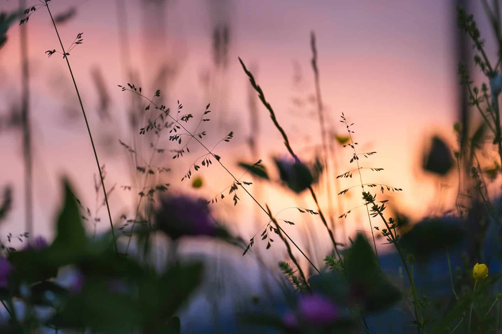 grasses and wildflowers at sunset