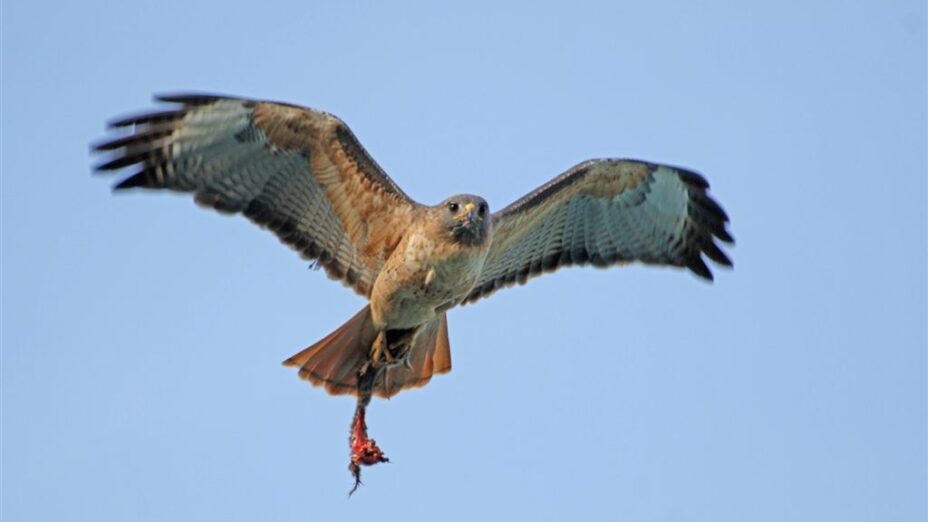 Picture of raptor holding prey