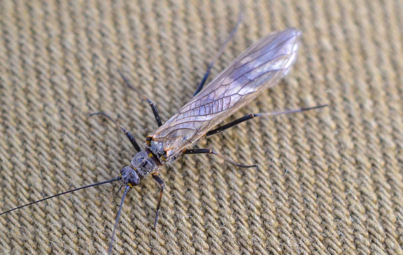 large winter stonefly