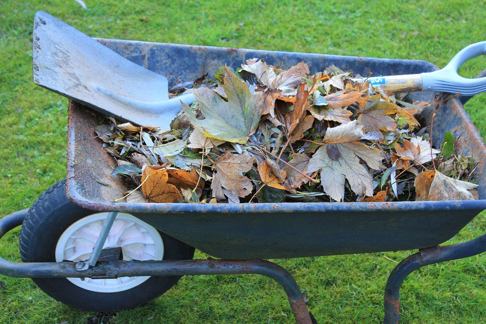 leaves in wheelbarrow on the way to the compost pile