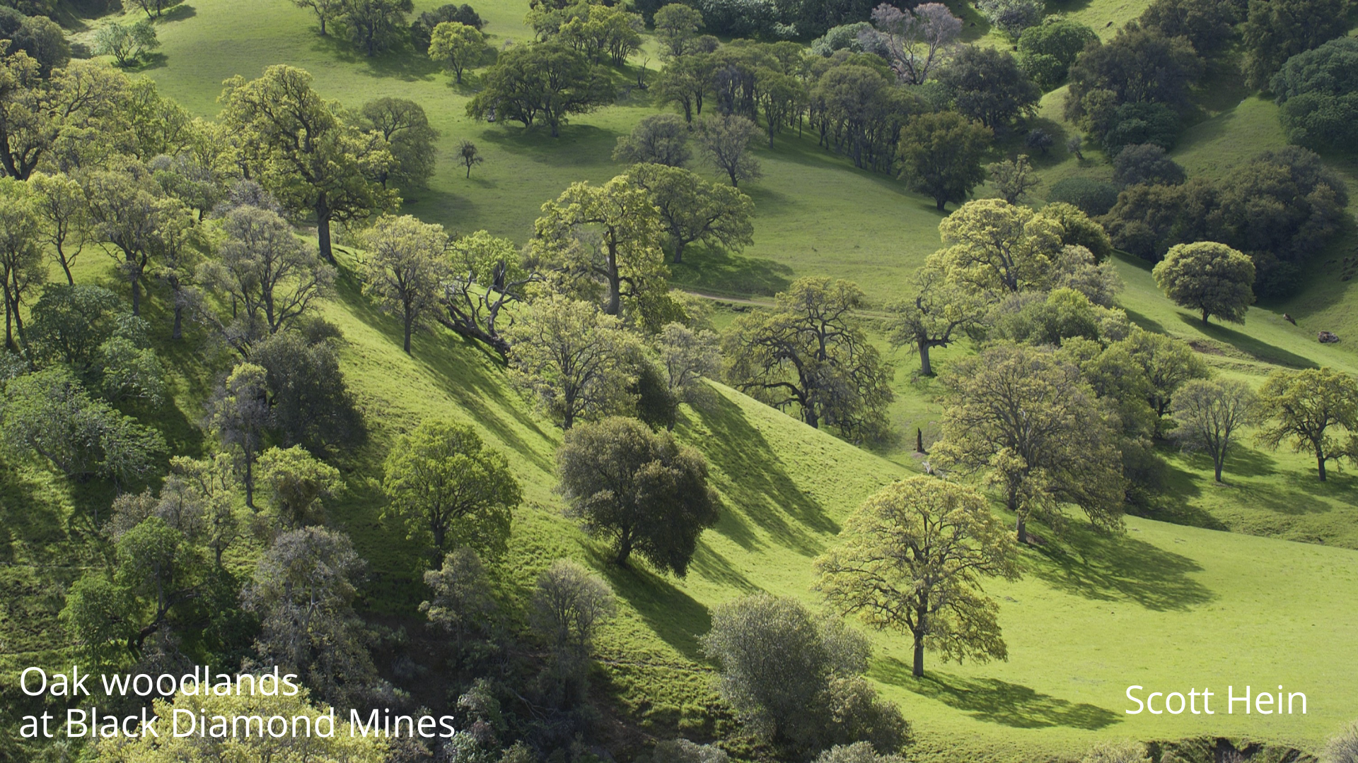 oak woodlands at black diamond mines