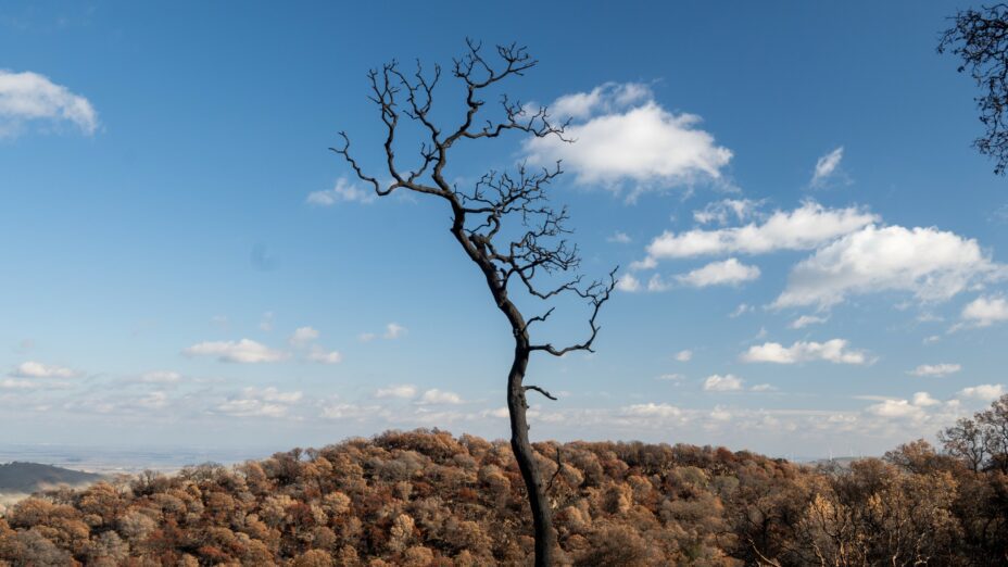 A burned tree among the diablo range