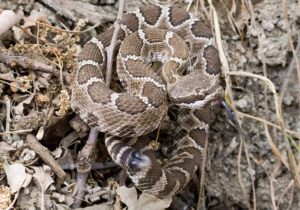 rattlesnake at Mangini Ranch by Bill Karieva
